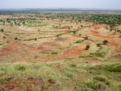 Landscape of stunted and scattered trees, shrubs, bushes and grasses. Sahel, Africa.