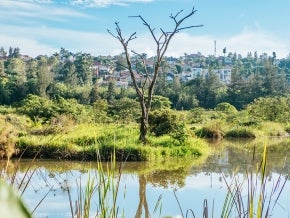Tree standing out among an urban wetland eco park in Kigali, Rwanda