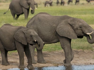 Elephants at a water source in Botswana