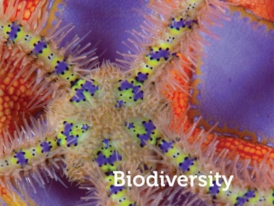 Cover image for publication "Biodiversity"