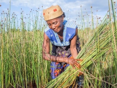 Woman harvesting crops