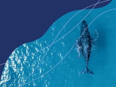 Cover image for publication "The GEF and Oceans: Sustaining Healthy Marine Ecosystems"