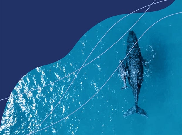 Cover image for publication "The GEF and Oceans: Sustaining Healthy Marine Ecosystems"