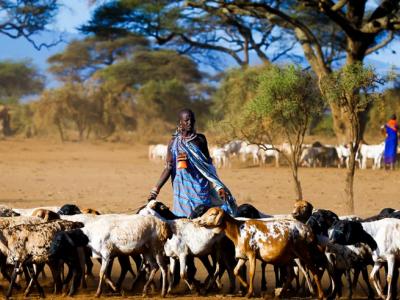 Masai shepherdess brings early morning herd of goats on pasture in Kenya. Photo: Andrzej Kubik/Shutterstock.