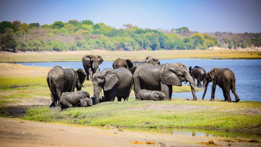 Pack of elephants near water in Botswana