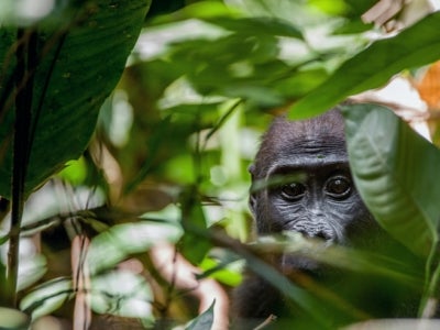 Congo Basin rainforest is a shared global asset that is critical to the planet’s health. And, like the increasingly rare great apes that inhabit it, this asset is in desperate need of protection. Photo: Sergey Uryadnikov/Shutterstock. 