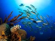 Colony Feather Dusters on hard coral with schooling jacks fish in background, Grand Bahama, Bahamas