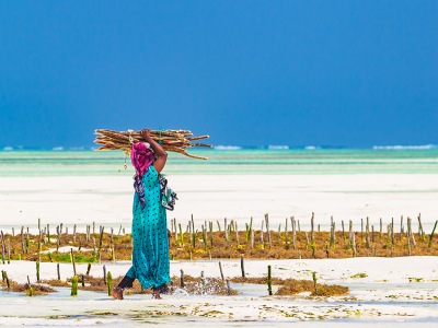 Woman carrying wood through a seaweed plantation. Paje, Zanzibar, Tanzania.