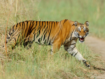 Tiger walking out of high grass, looking at camera
